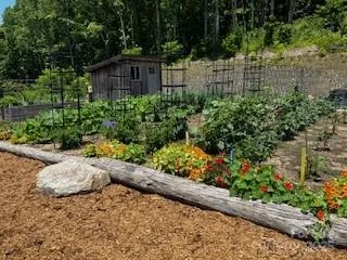 a view of a garden with plants