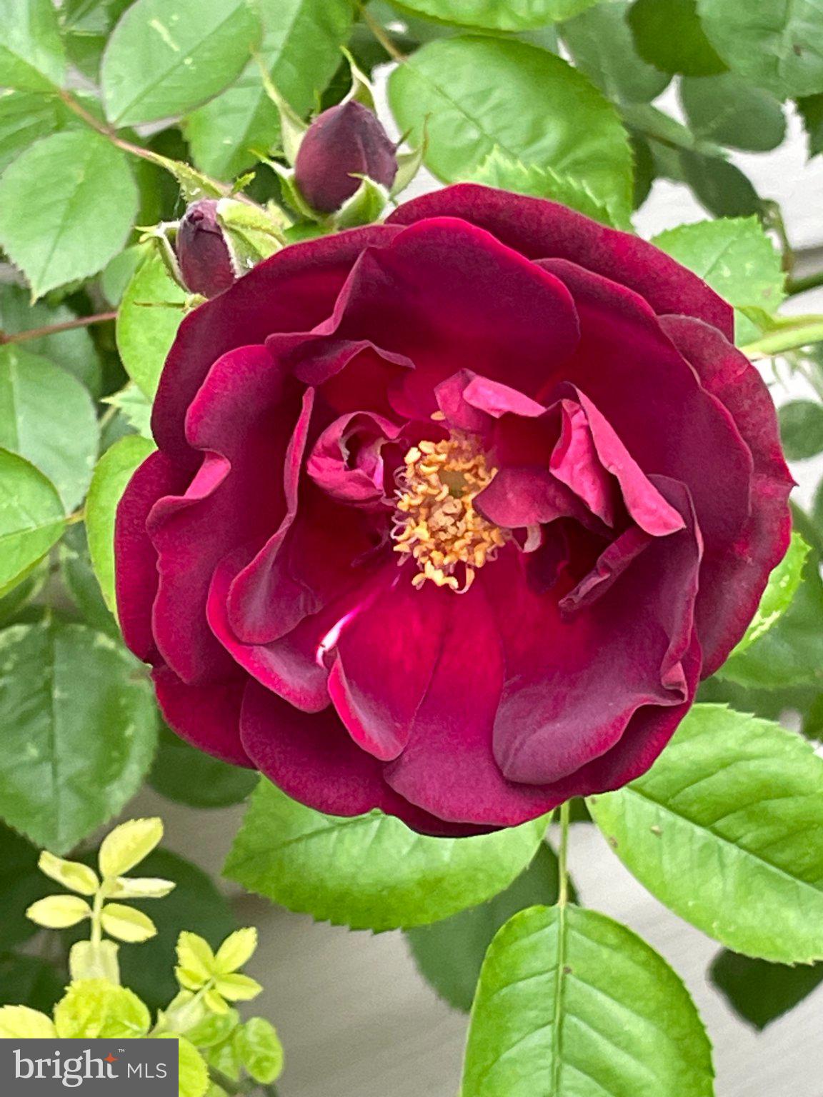 510 Martins Road Reading, PA 19608 - Photo 49 of 52 Velvety crimson rose in bloom.