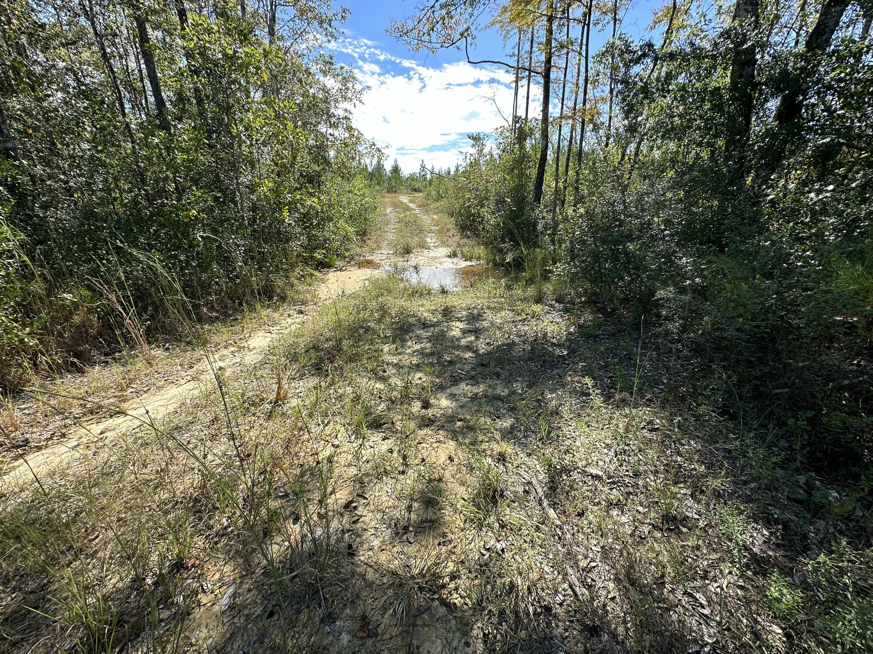 Parcel B Millside Road Laurel Hill, FL 32567 - Photo 4 of 12 a view of a yard with large trees