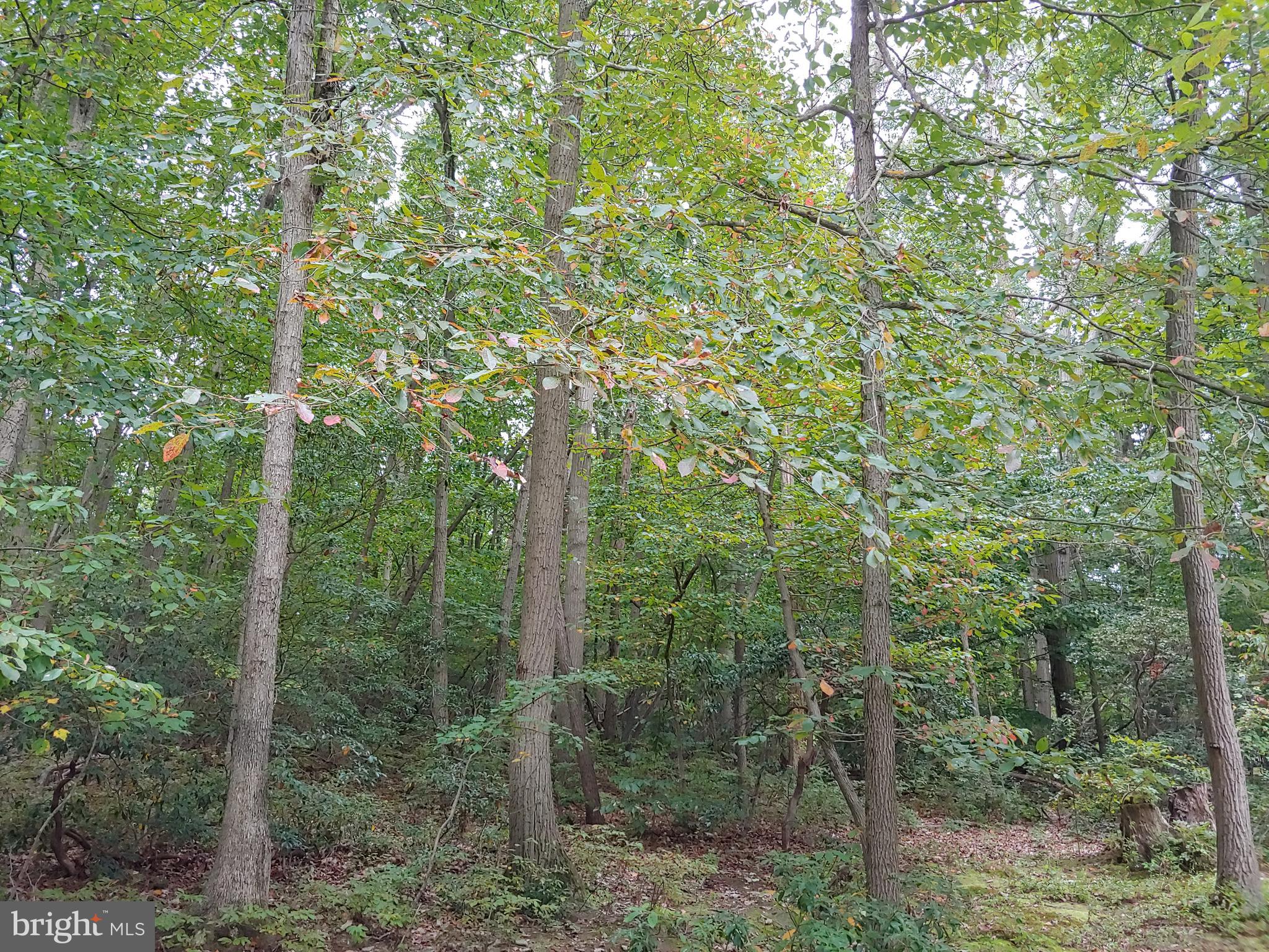 1629 Old Elk Neck Road Elkton, MD 21921 - Photo 26 of 36 Front yard