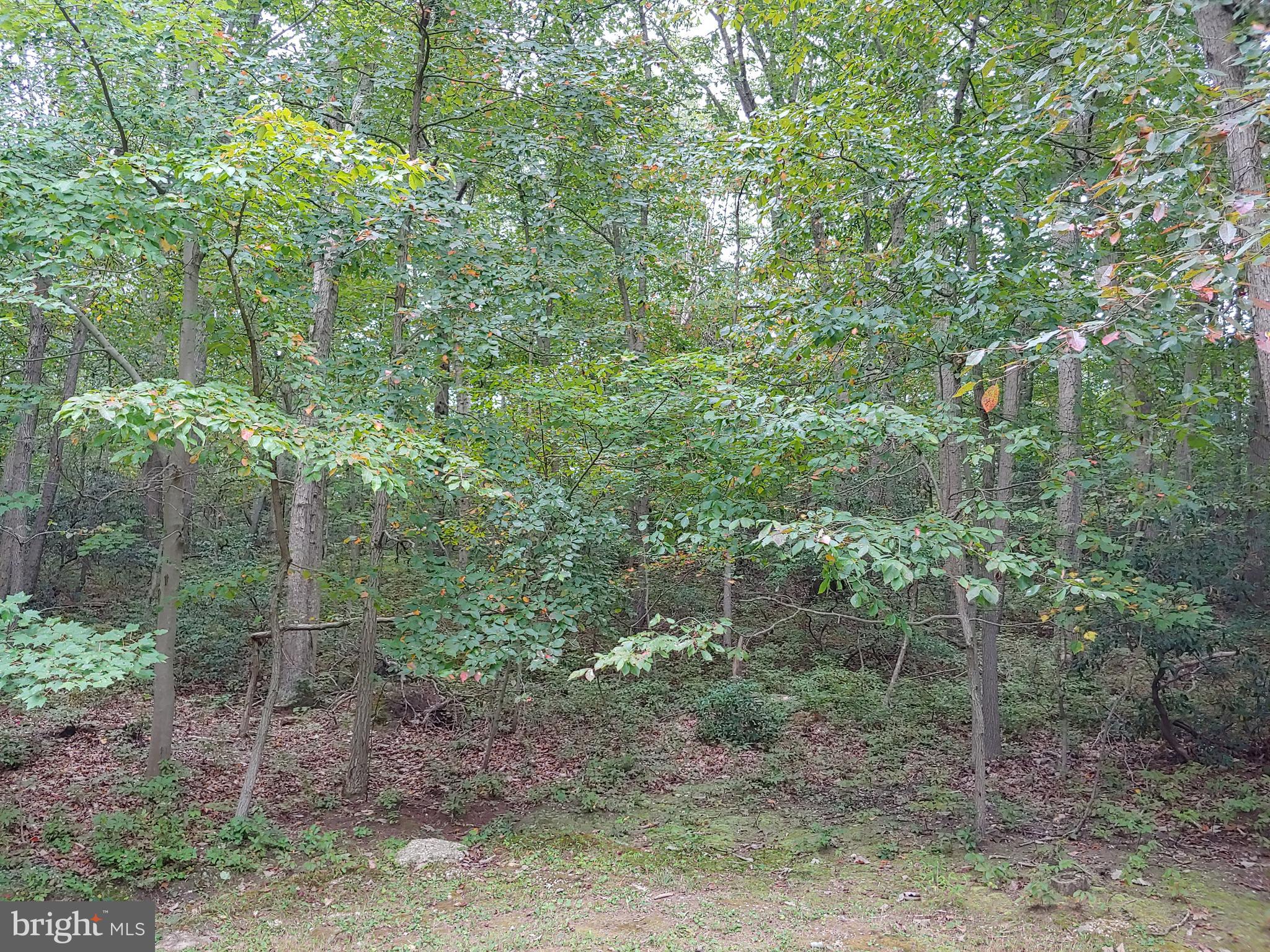 1629 Old Elk Neck Road Elkton, MD 21921 - Photo 27 of 36 Wooded front view