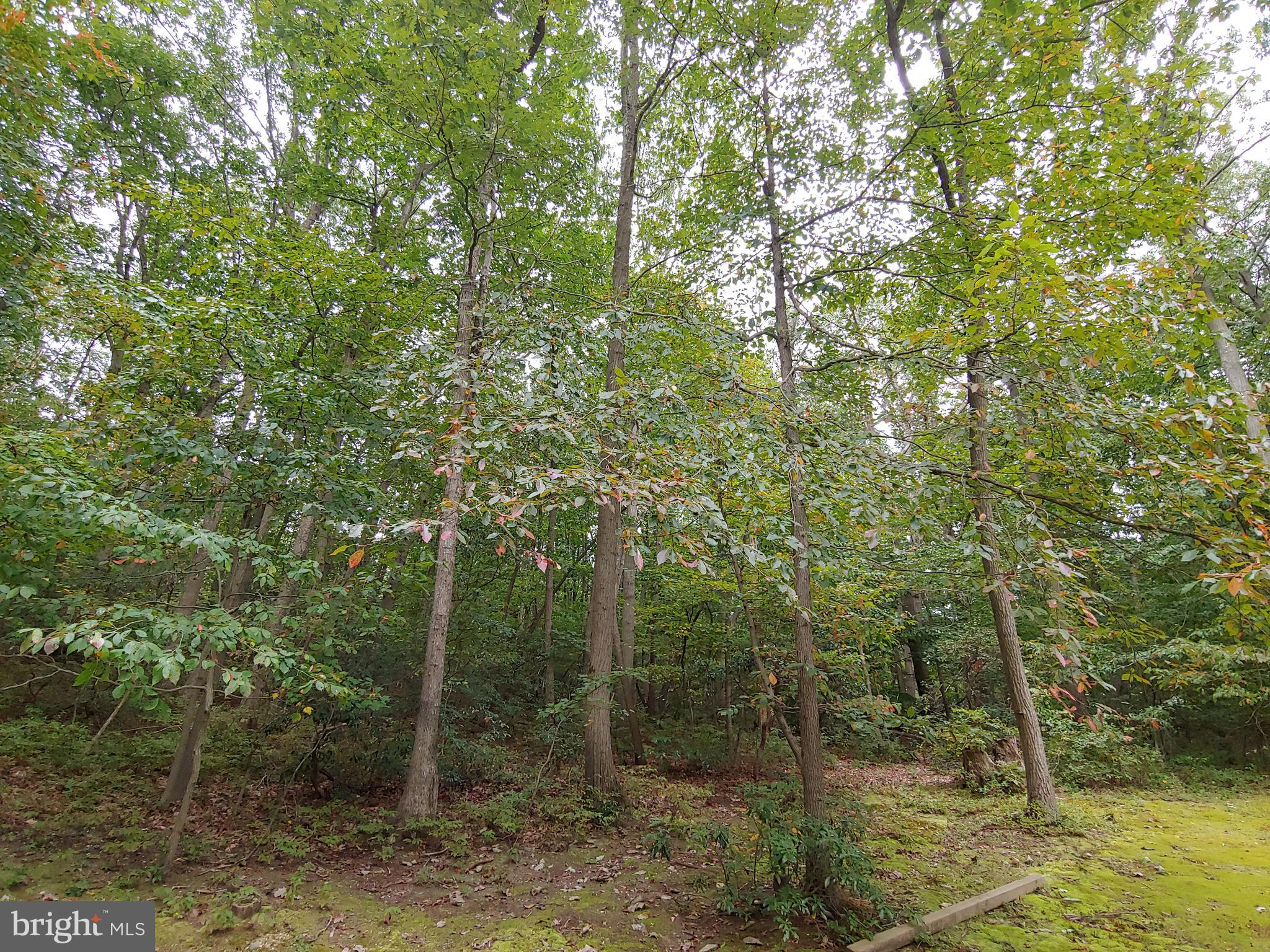 1629 Old Elk Neck Road Elkton, MD 21921 - Photo 28 of 36 Wooded front yard