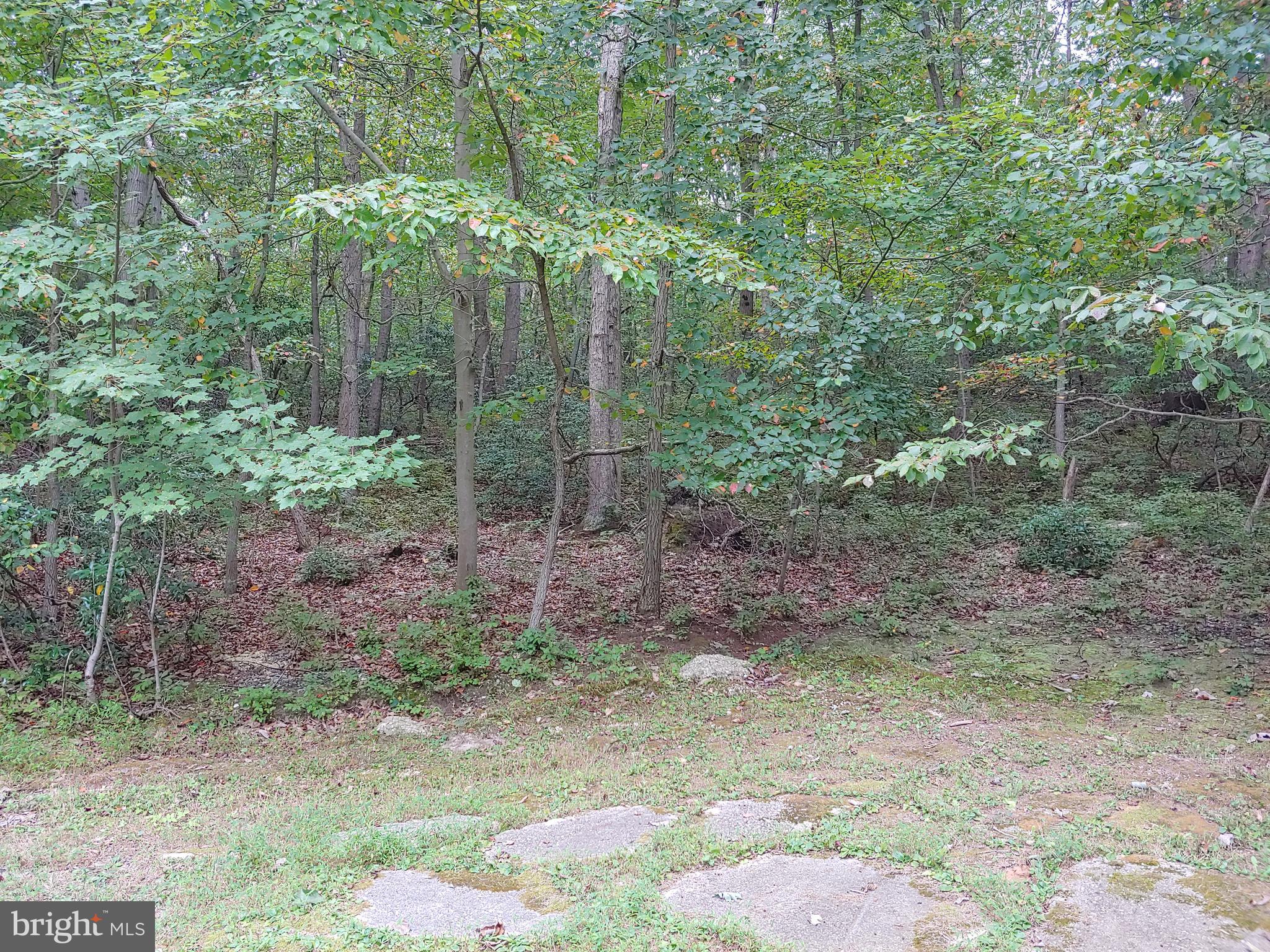 1629 Old Elk Neck Road Elkton, MD 21921 - Photo 29 of 36 Awesome wooded view