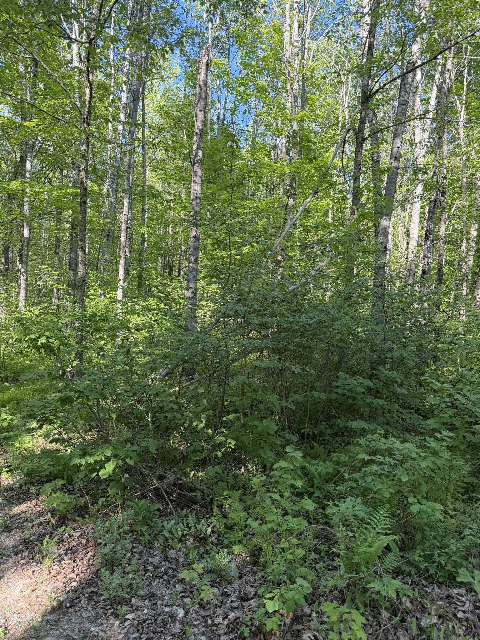 Dream Lake Road, Unit 2 Long Lake, WI 54542 - Photo 3 of 5