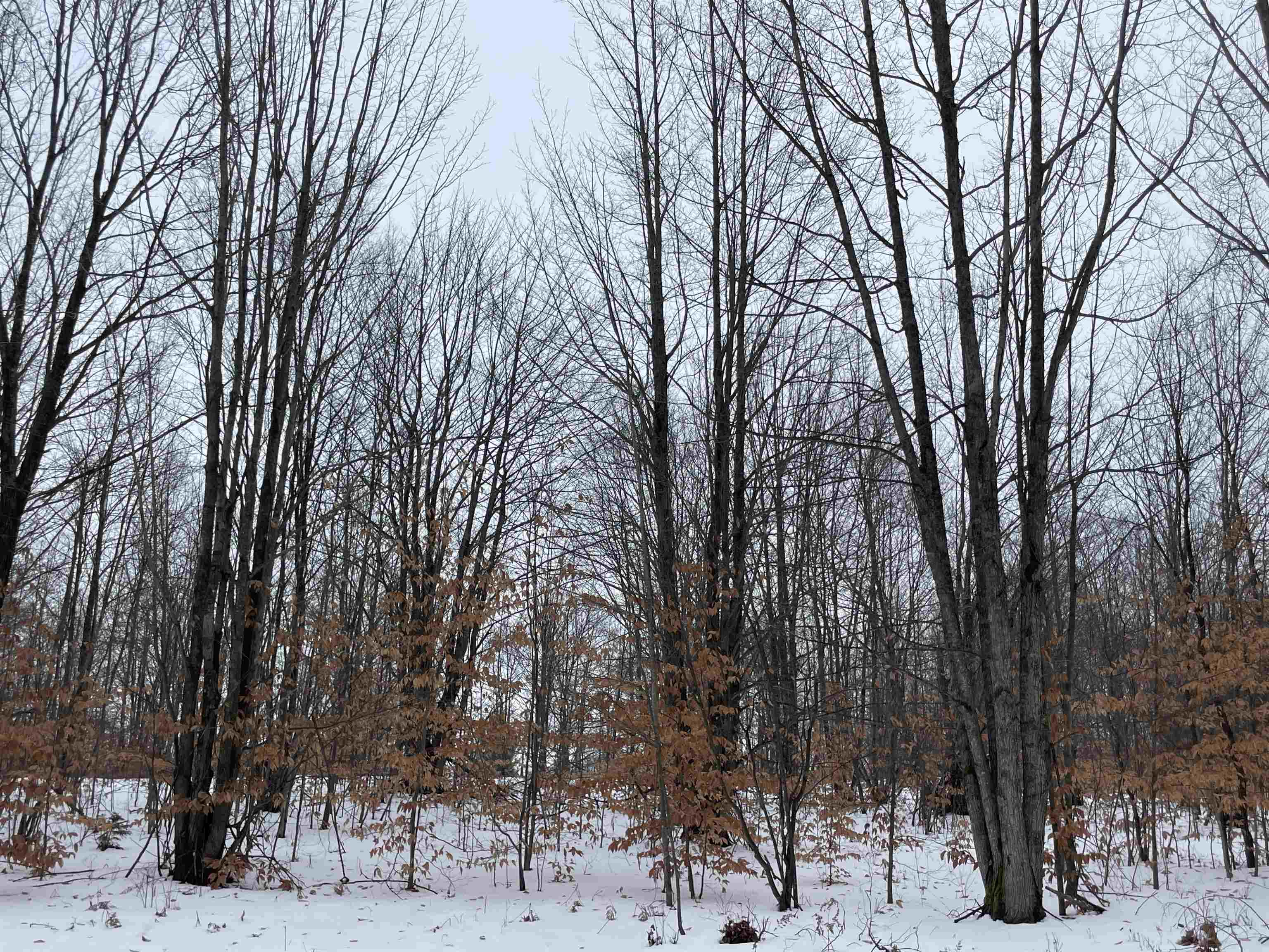 North Turnerville Road Lake City, MI 49651 - Photo 5 of 7