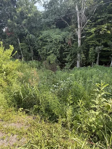 a view of a lush green forest