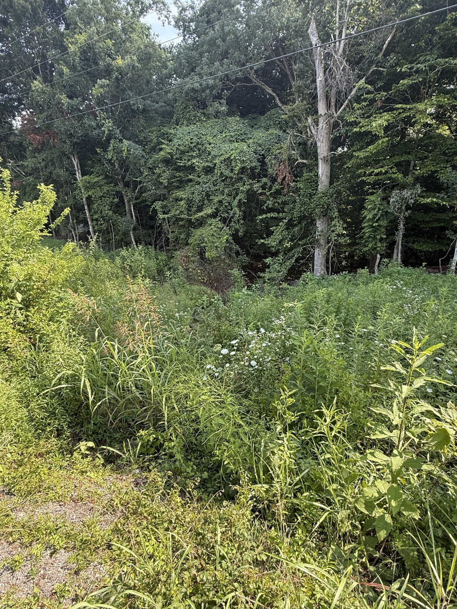 0 Reed Road Indian Mound, TN 37079 - Photo 2 of 4 a view of a lush green forest