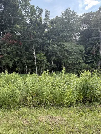 a backyard of a house with a tree