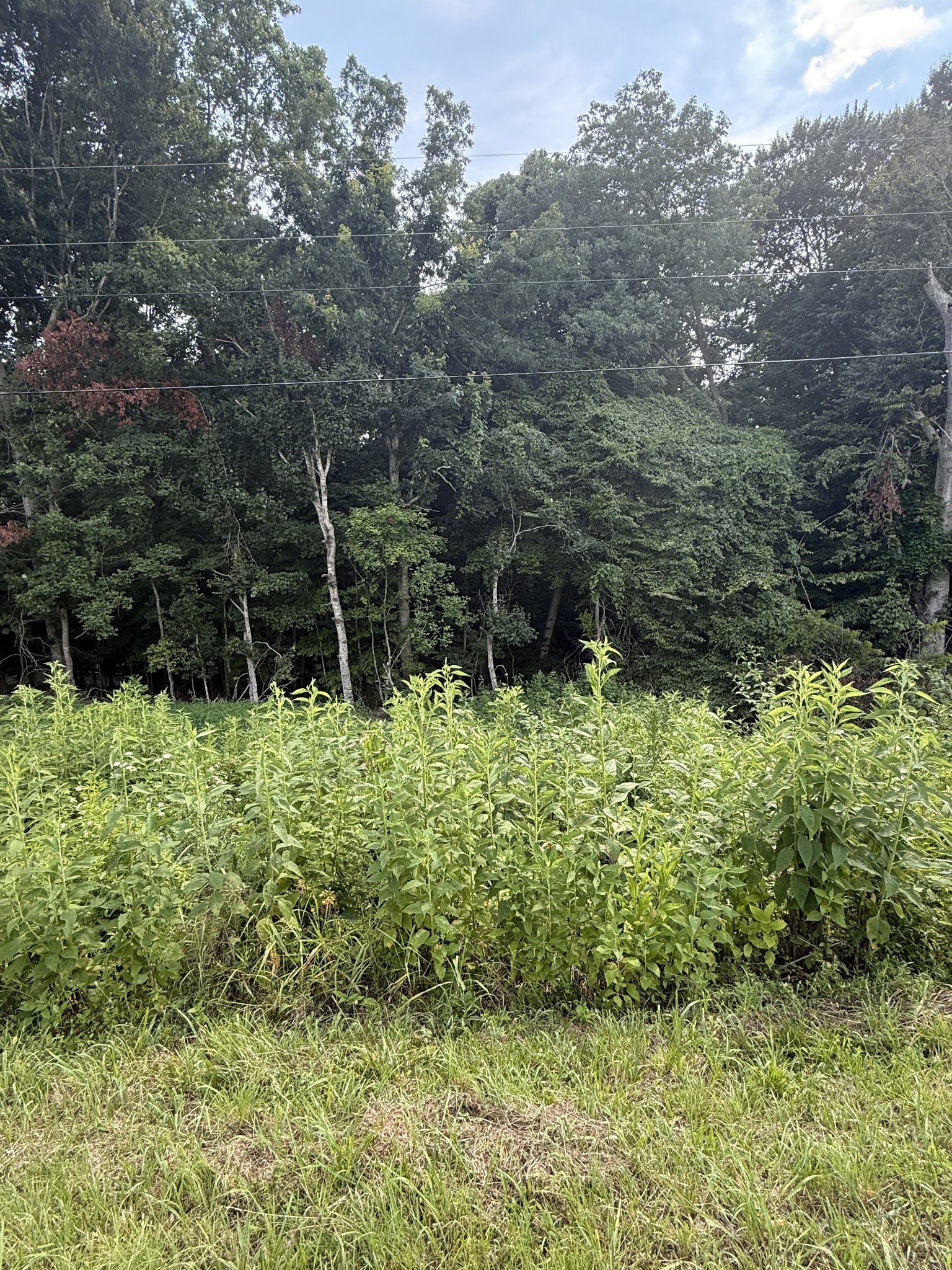 0 Reed Road Indian Mound, TN 37079 - Photo 3 of 4