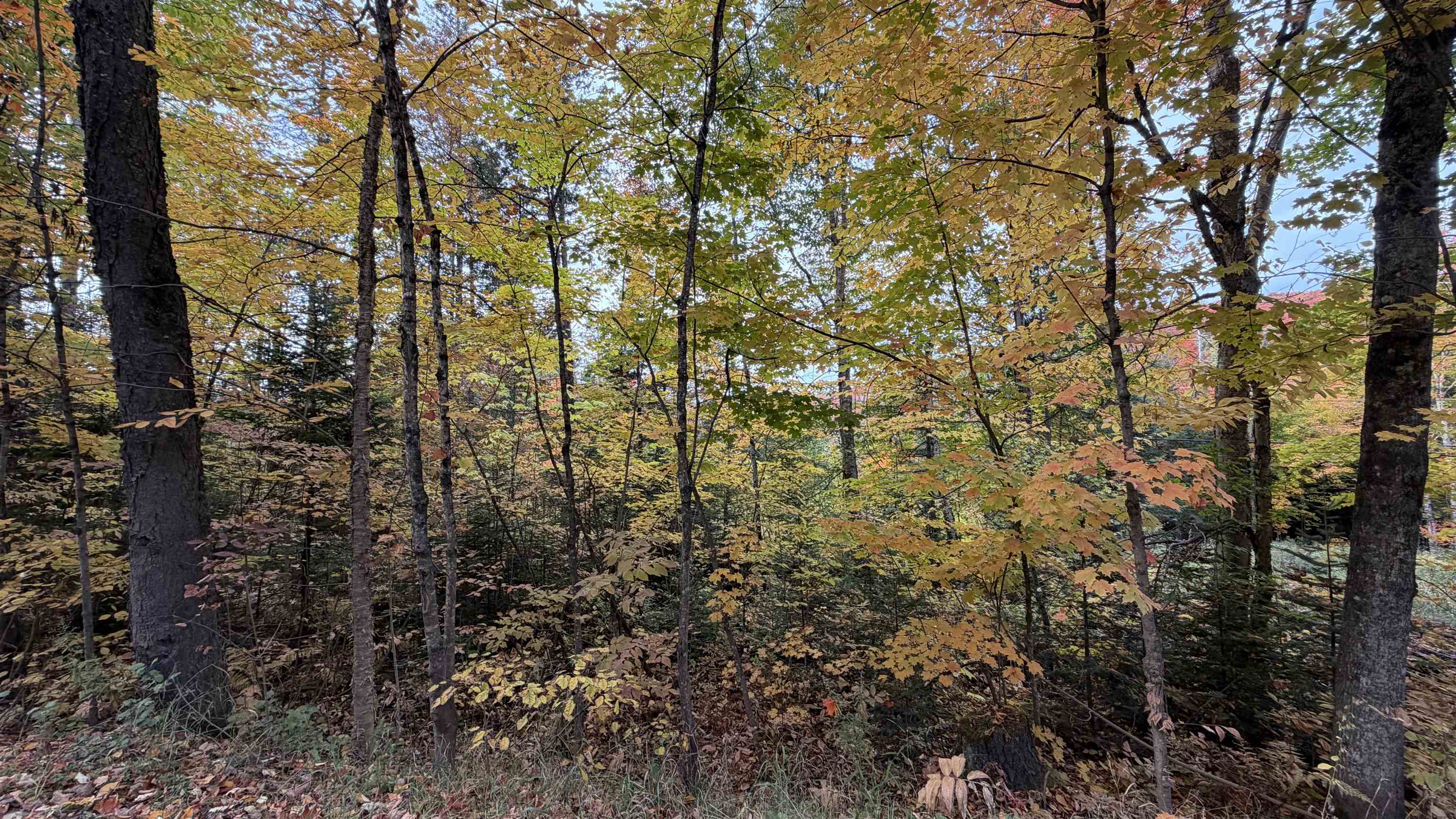 0 Shadow Lake Road Glover, VT 05839 - Photo 4 of 59 Gallery Image 4
