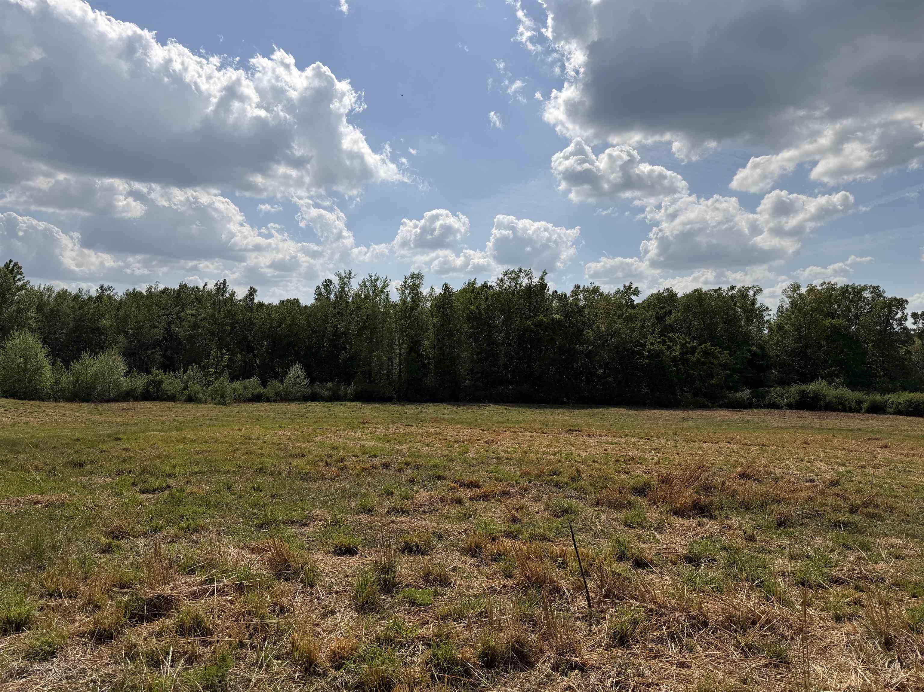 2 Saltillo Road Morris Chapel, TN 38361 - Photo 28 of 39 a view of open space with lots of trees