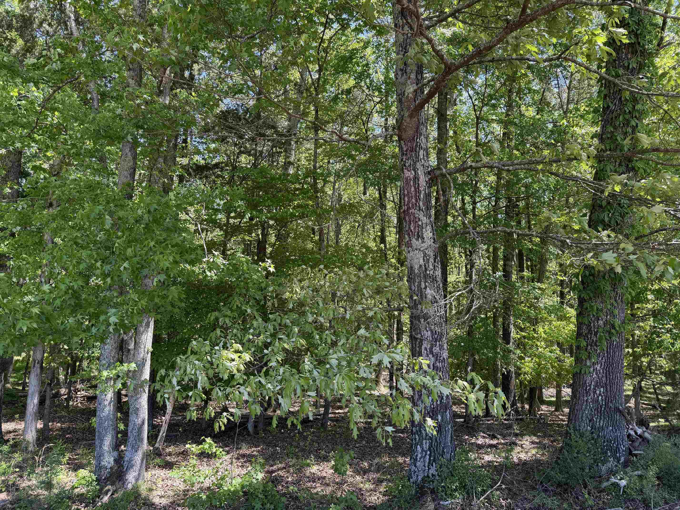 2 Saltillo Road Morris Chapel, TN 38361 - Photo 32 of 39 a view of forest