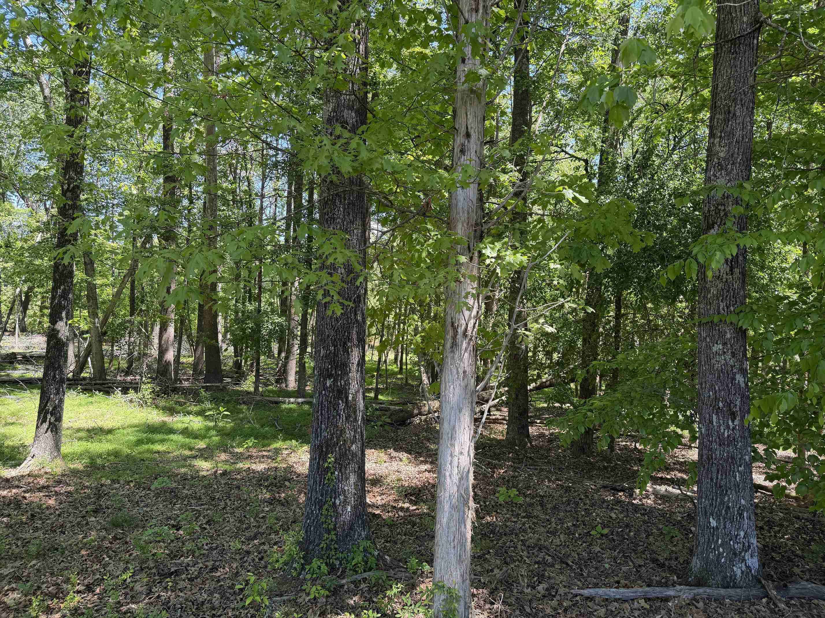 2 Saltillo Road Morris Chapel, TN 38361 - Photo 34 of 39 a view of a trees in a yard