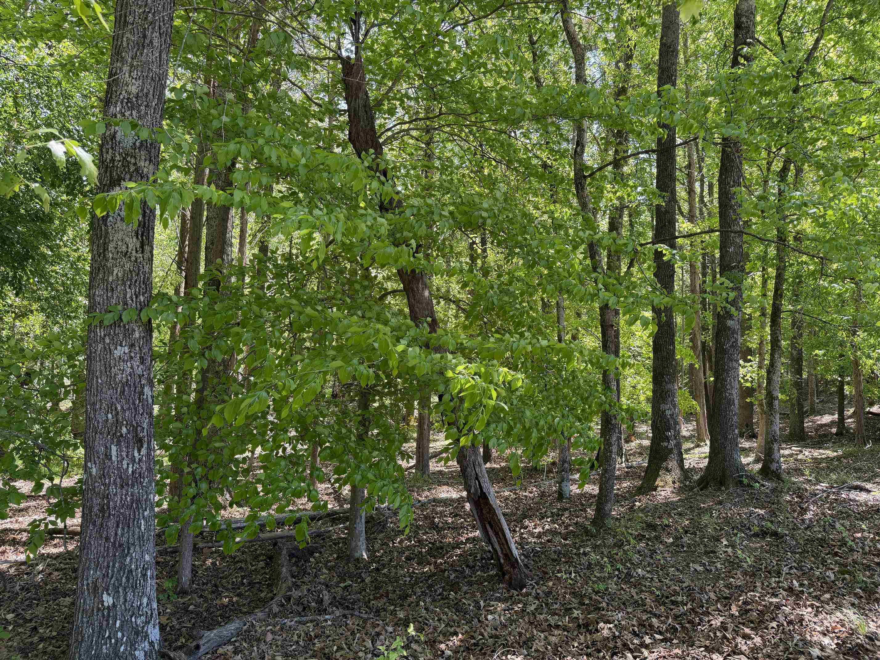 2 Saltillo Road Morris Chapel, TN 38361 - Photo 35 of 39