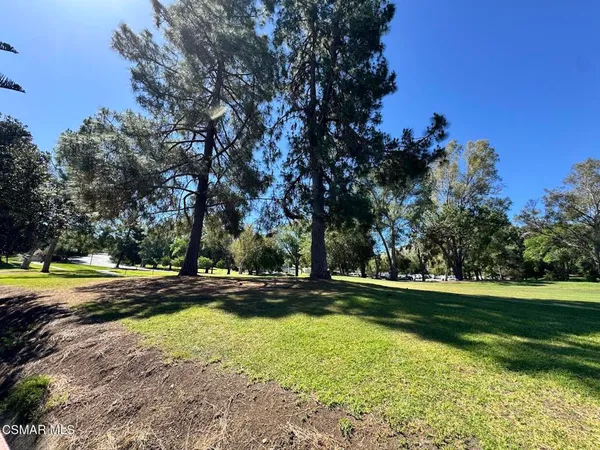 a view of a trees in a yard