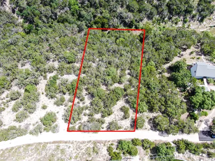 a view of a yard with plants and large trees