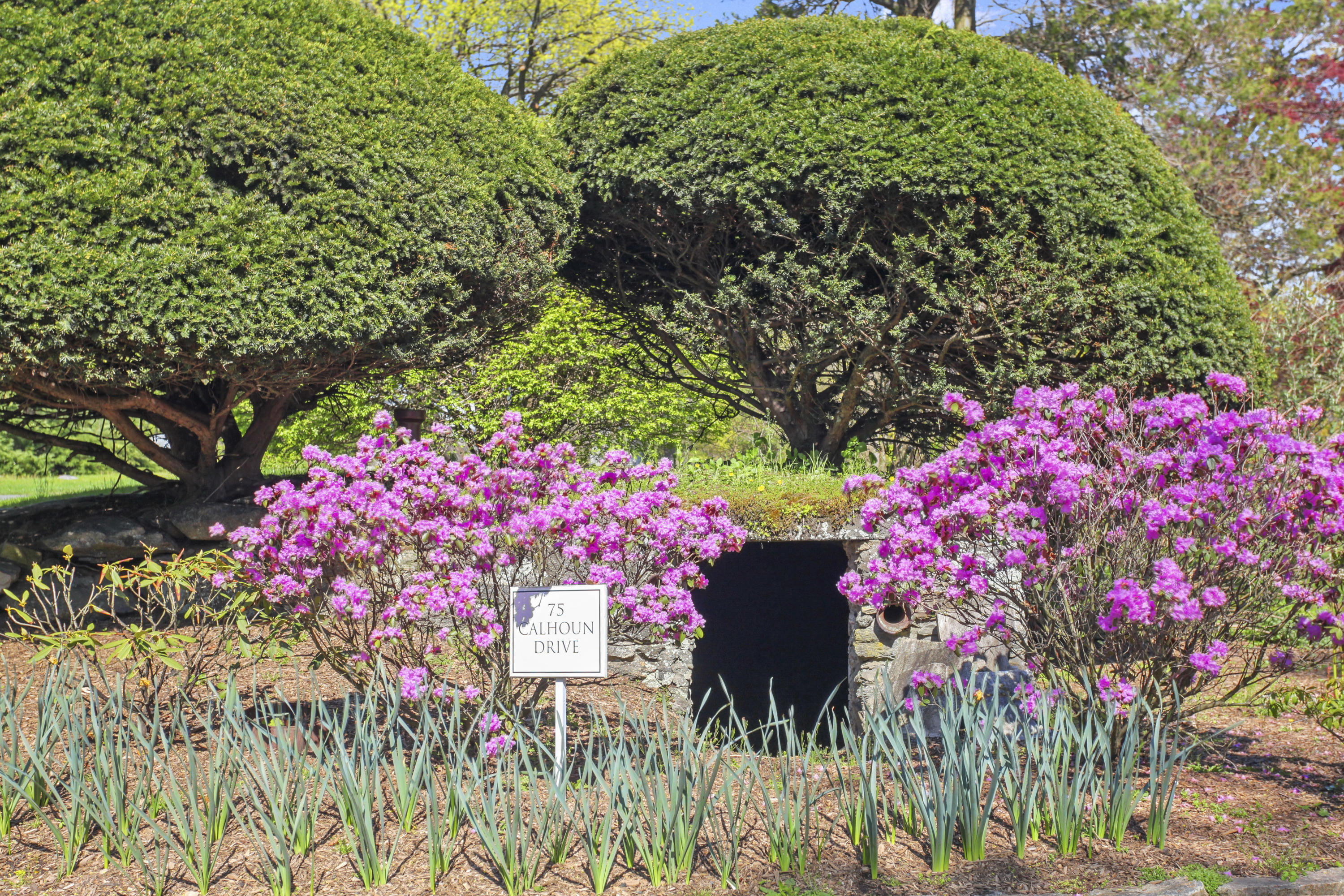 75 Calhoun Drive Greenwich, CT 06831 - Photo 25 of 25 a pink flowers in in front of the garden