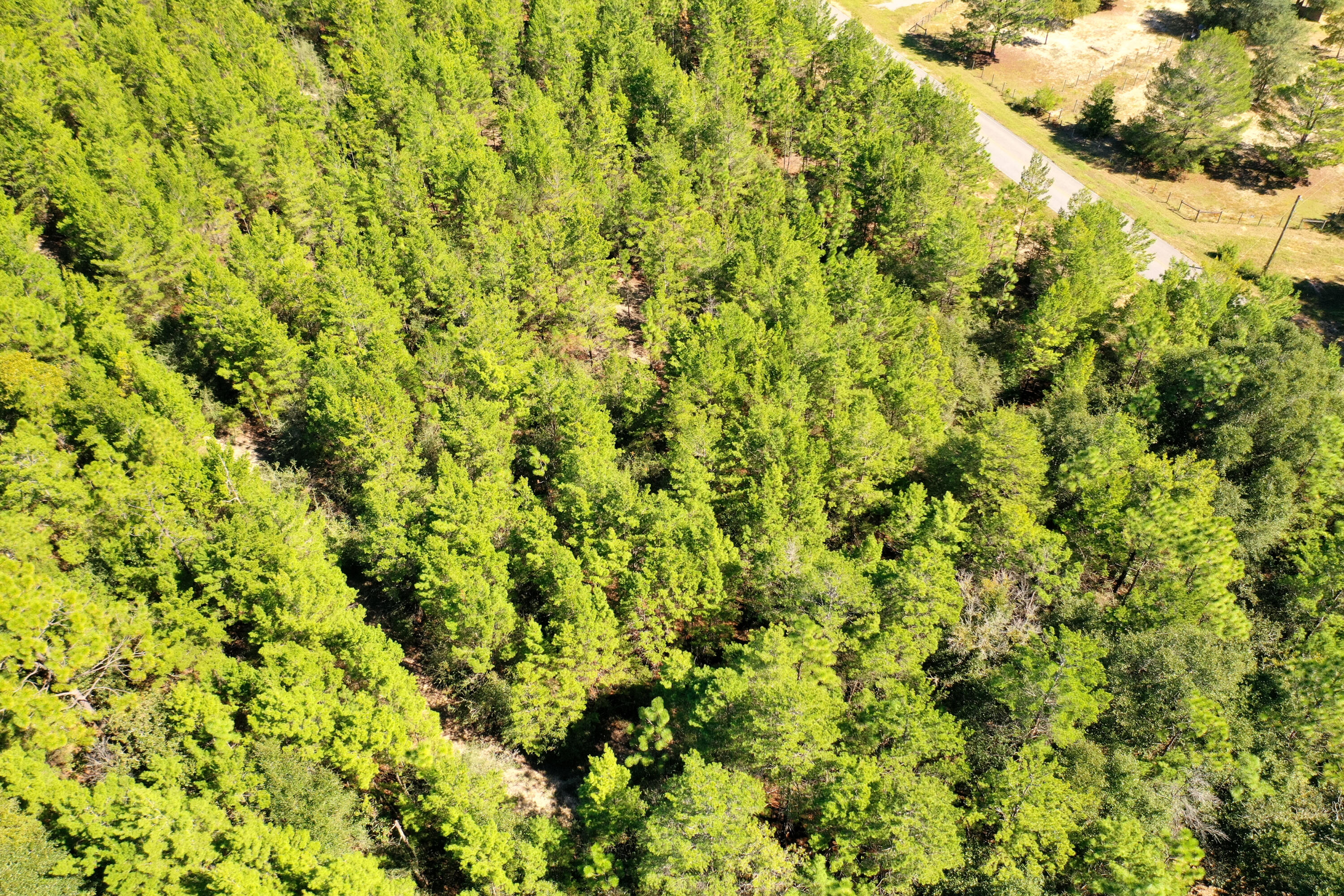 8-acres Crowder Chapel Road Crestview, FL 32539 - Photo 13 of 27 a view of a lush green field