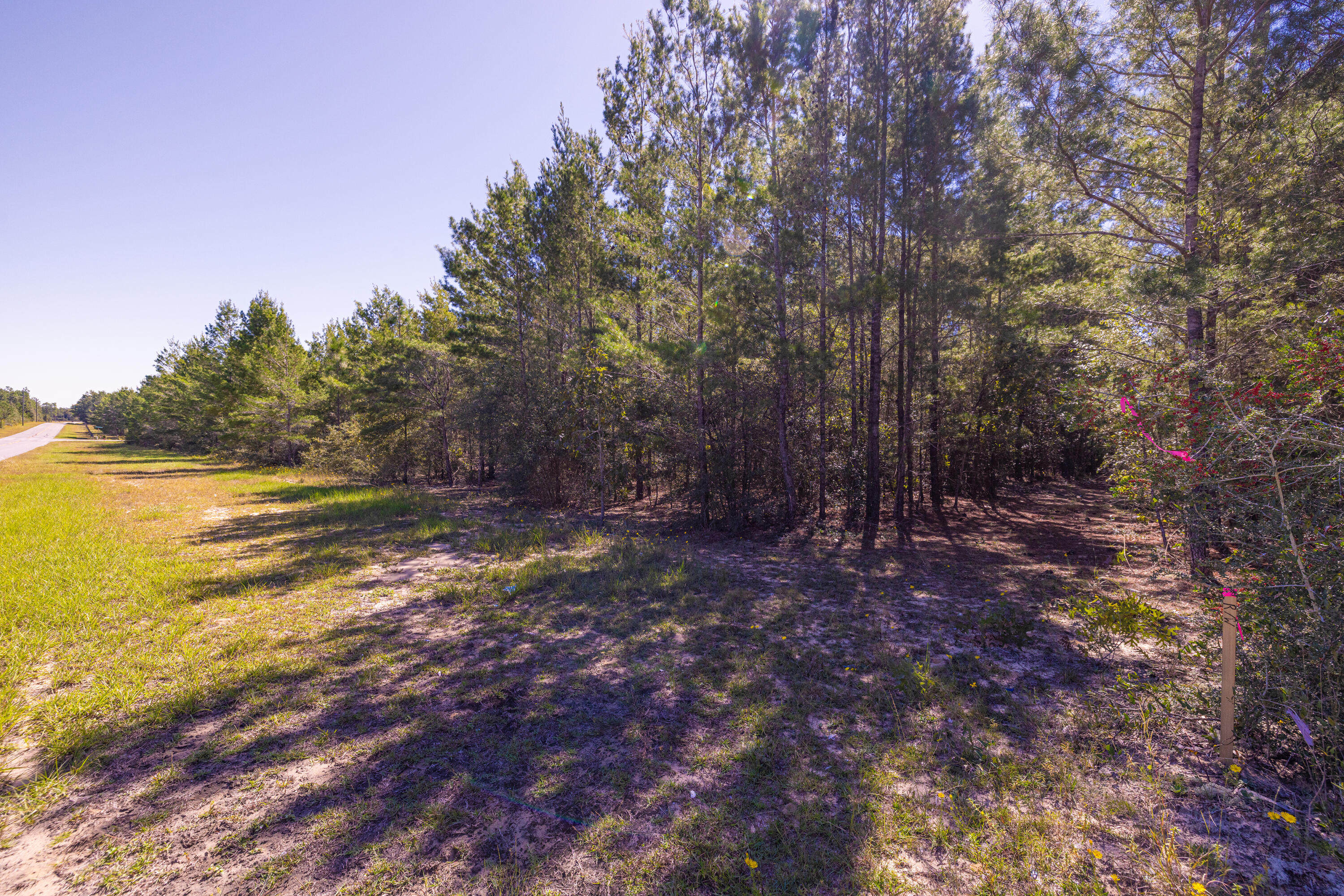 8-acres Crowder Chapel Road Crestview, FL 32539 - Photo 19 of 27 a view of a forest with trees in the background