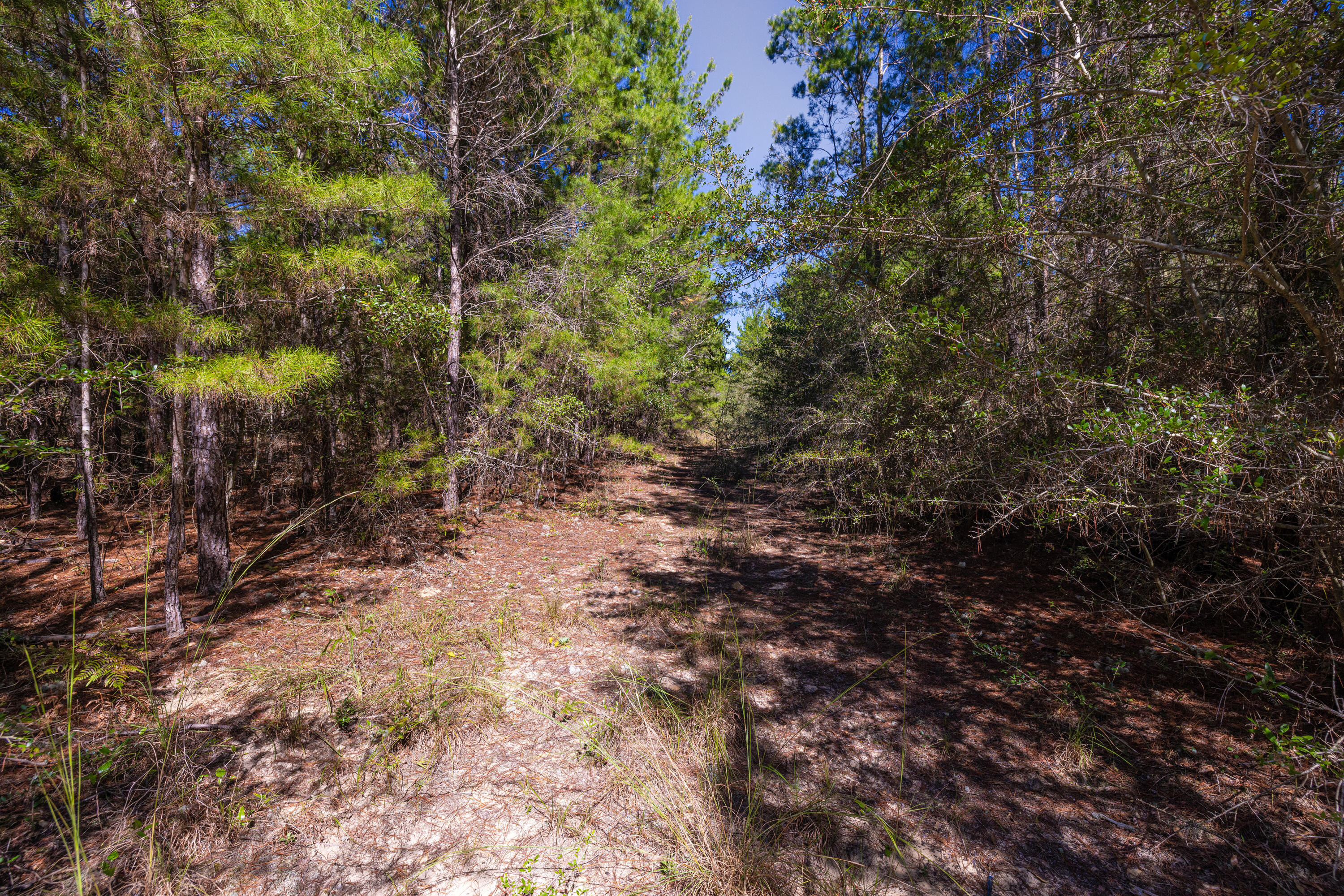 8-acres Crowder Chapel Road Crestview, FL 32539 - Photo 21 of 27 a view of a yard with plants and trees