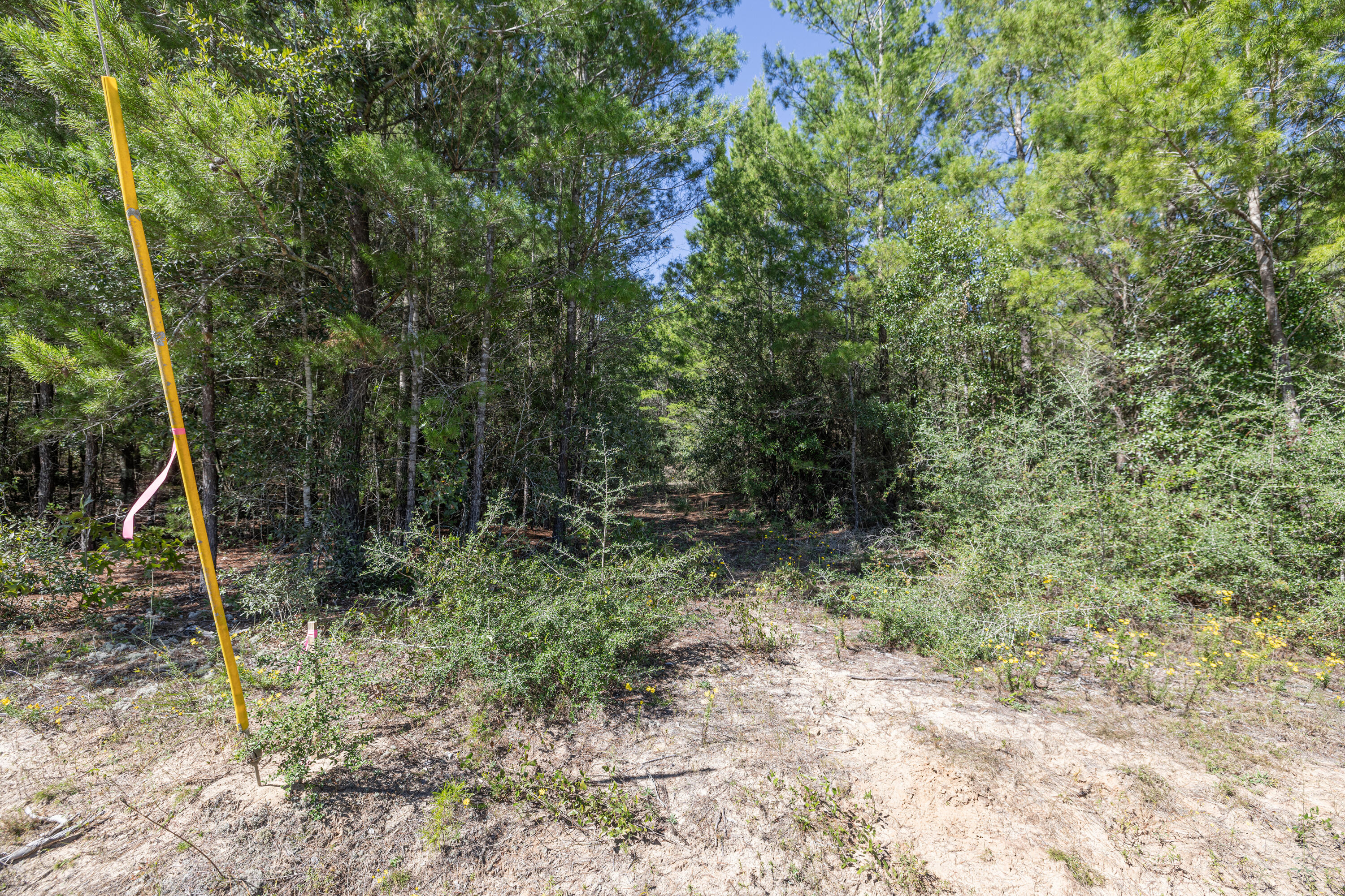 8-acres Crowder Chapel Road Crestview, FL 32539 - Photo 22 of 27 a view of a forest with trees