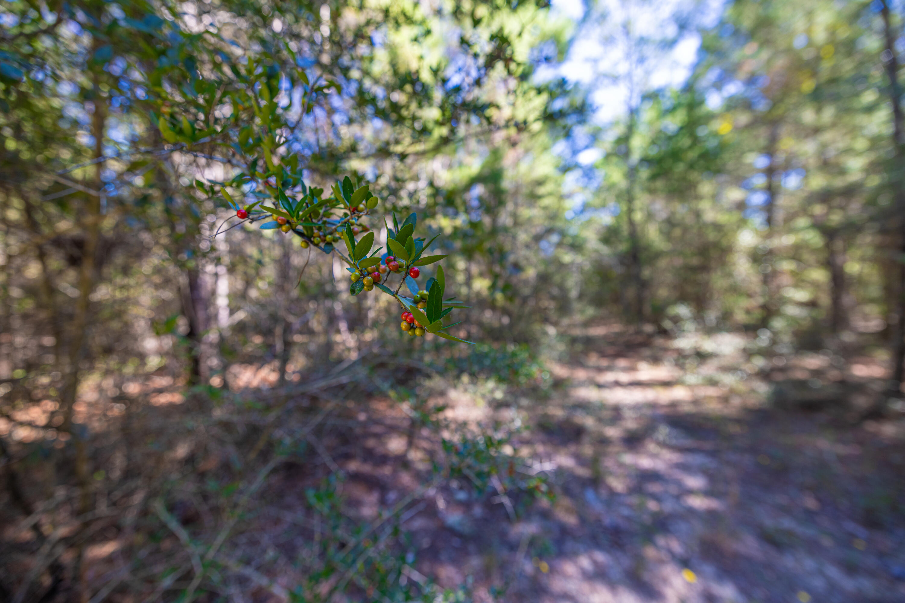 8-acres Crowder Chapel Road Crestview, FL 32539 - Photo 23 of 27 a view of tree