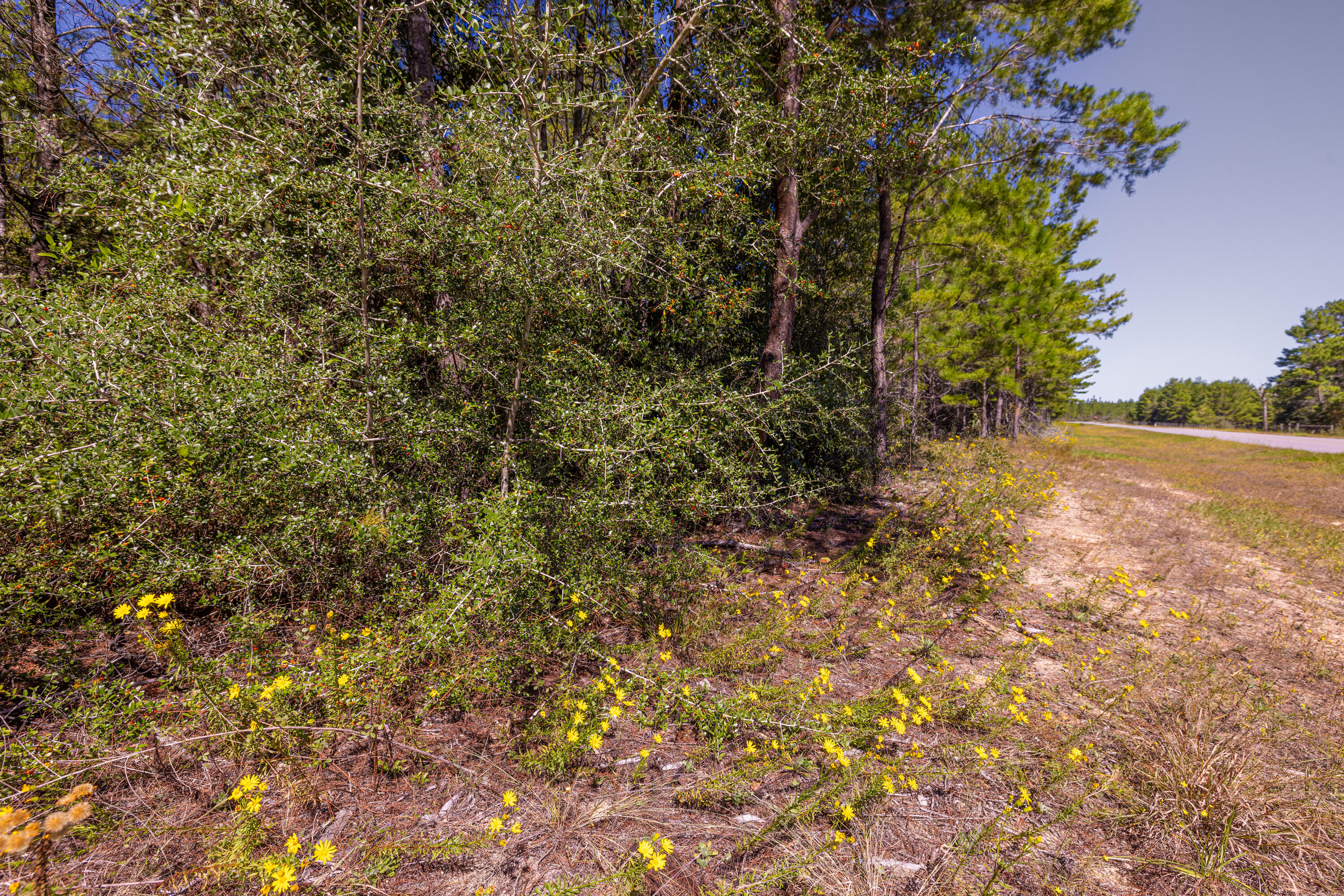 8-acres Crowder Chapel Road Crestview, FL 32539 - Photo 24 of 27 a view of a yard with a tree