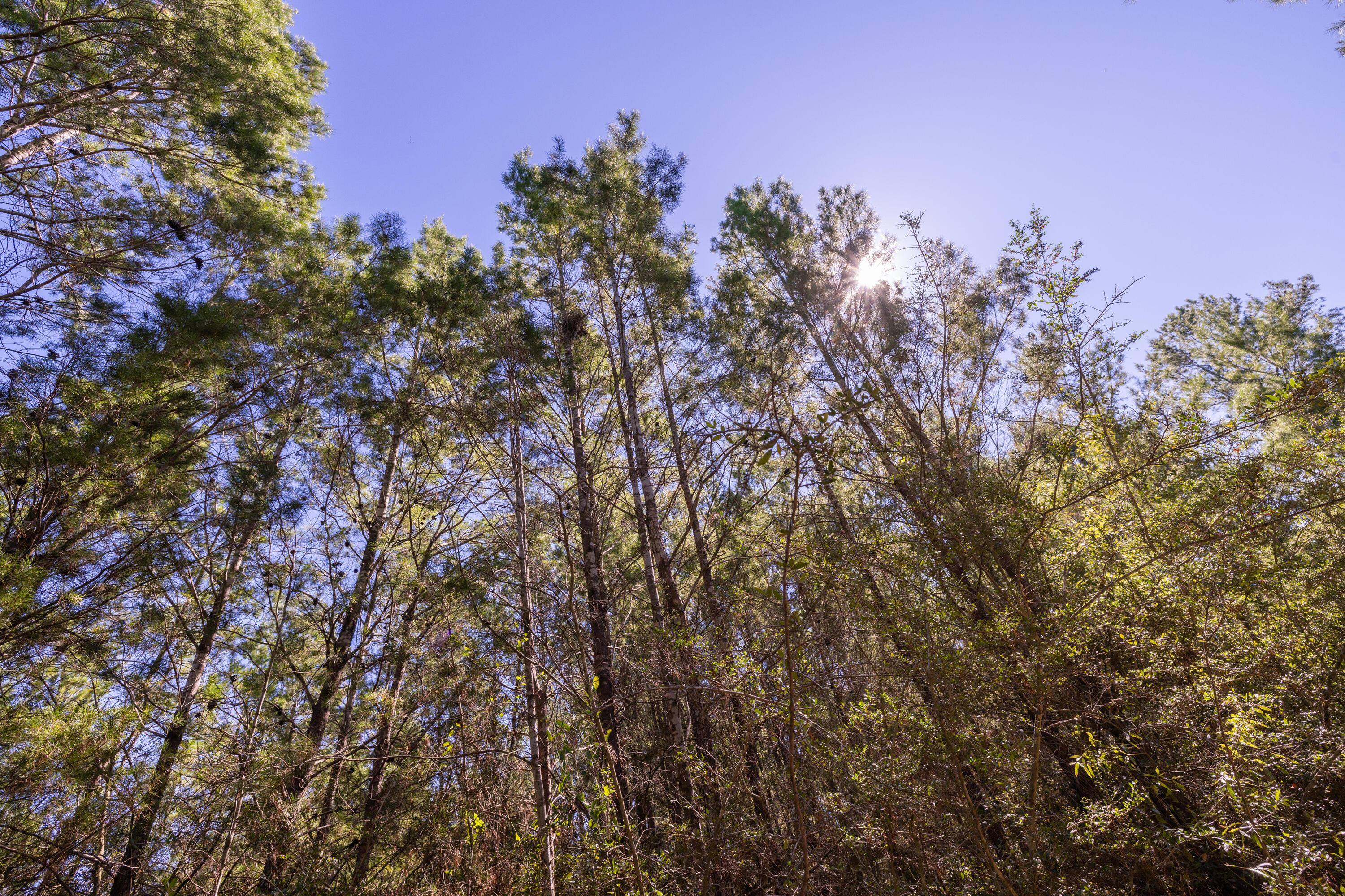 8-acres Crowder Chapel Road Crestview, FL 32539 - Photo 25 of 27 a view of a yard