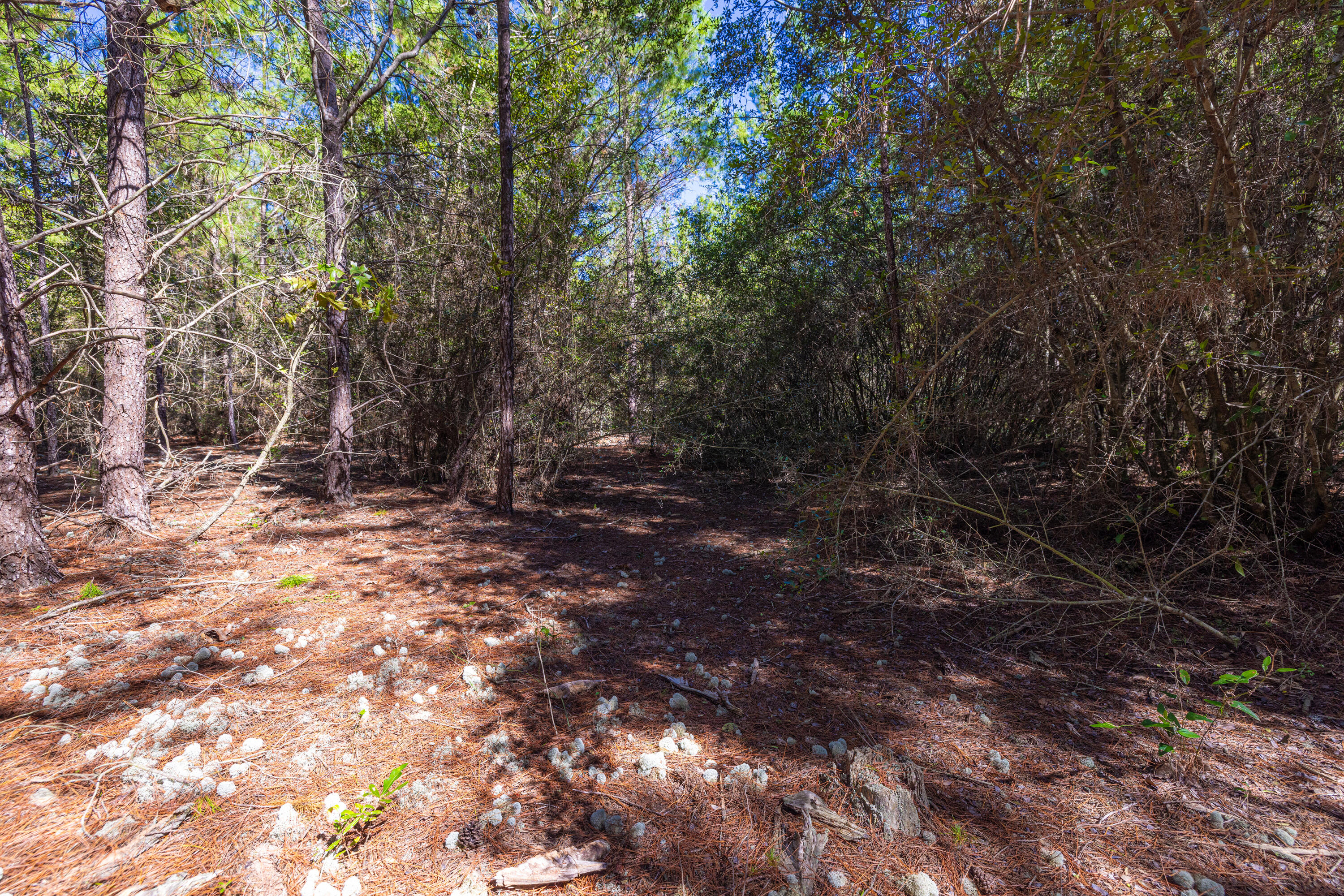 8-acres Crowder Chapel Road Crestview, FL 32539 - Photo 26 of 27 a view of outdoor space and yard