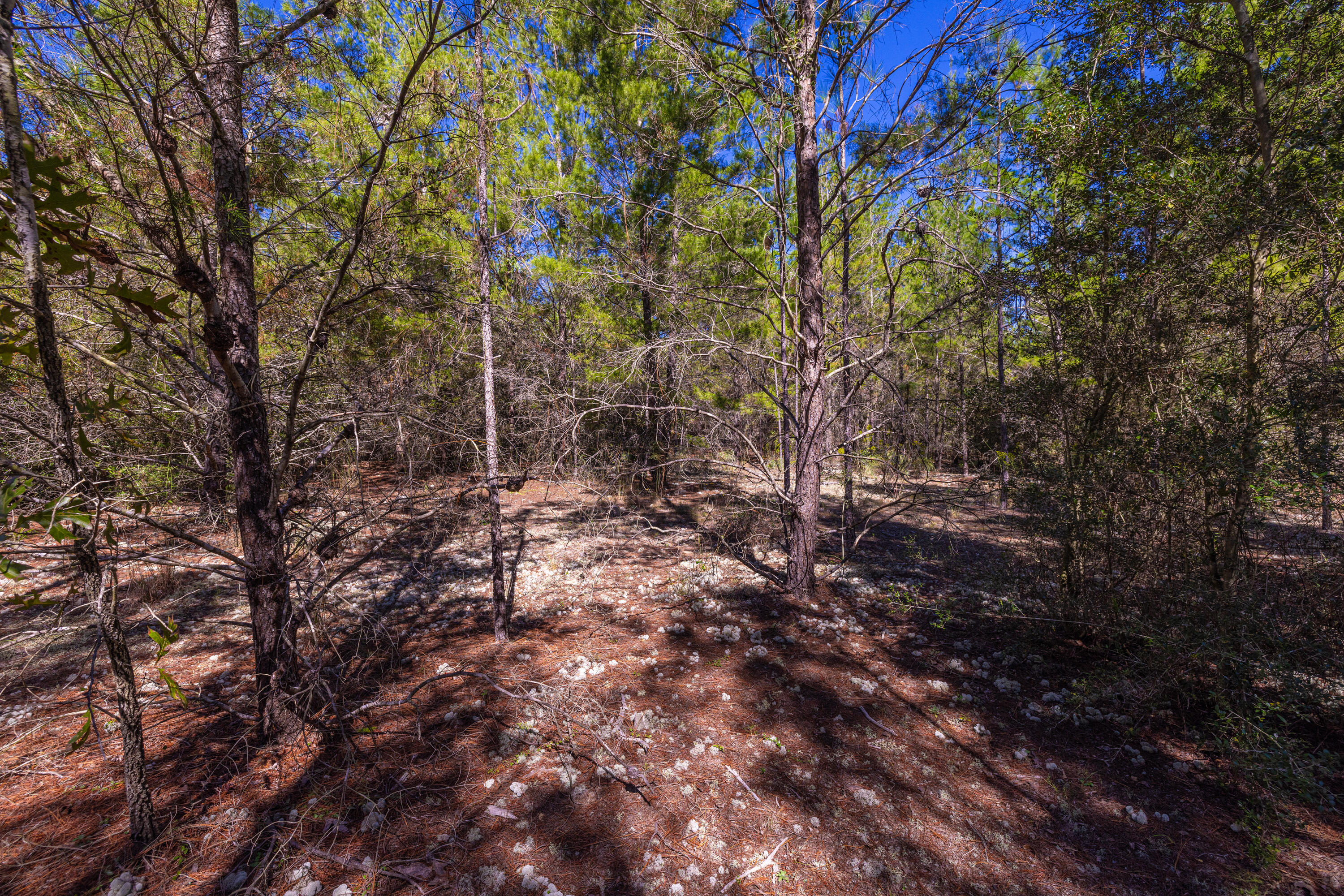 8-acres Crowder Chapel Road Crestview, FL 32539 - Photo 27 of 27 a view of forest