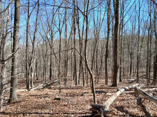a backyard of a house with large trees