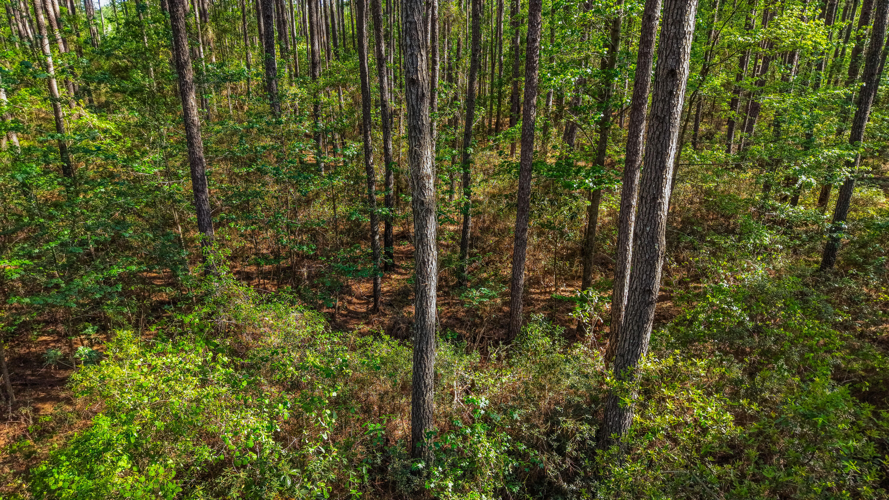 0 Crews Cemetary Road Varnville, SC 29944 - Photo 3 of 17 dji_fly_20260420_165734_0001_17767292277