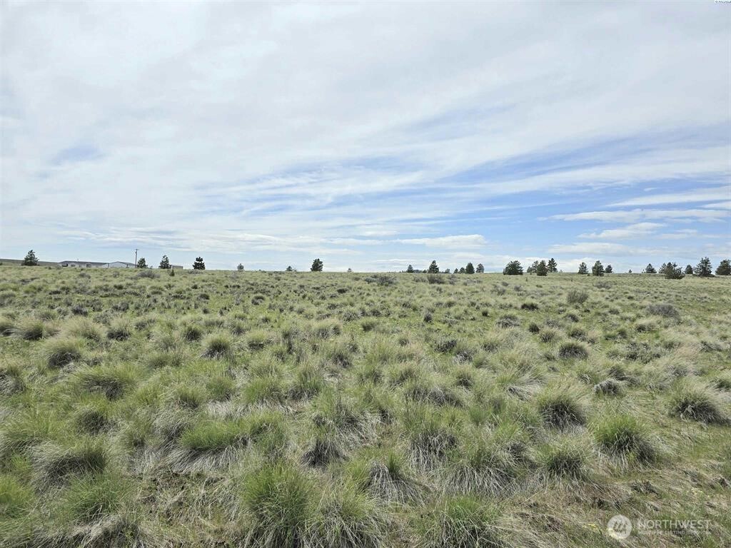 149 Middle Road Bickleton, WA 99322 - Photo 6 of 19 a view of a field with trees