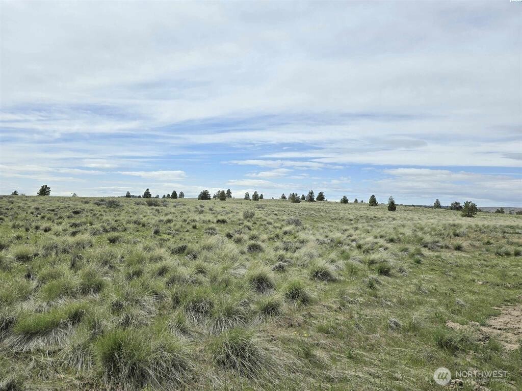 149 Middle Road Bickleton, WA 99322 - Photo 8 of 19 a view of a field with an outdoor space and covered by trees