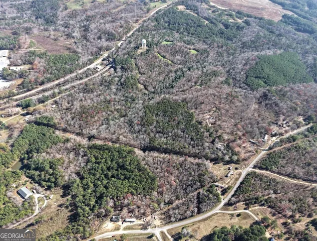 a view of a forest with a tree