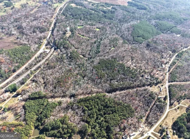 a view of a forest with a tree