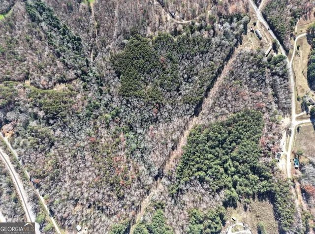 a view of a dry yard with lots of trees