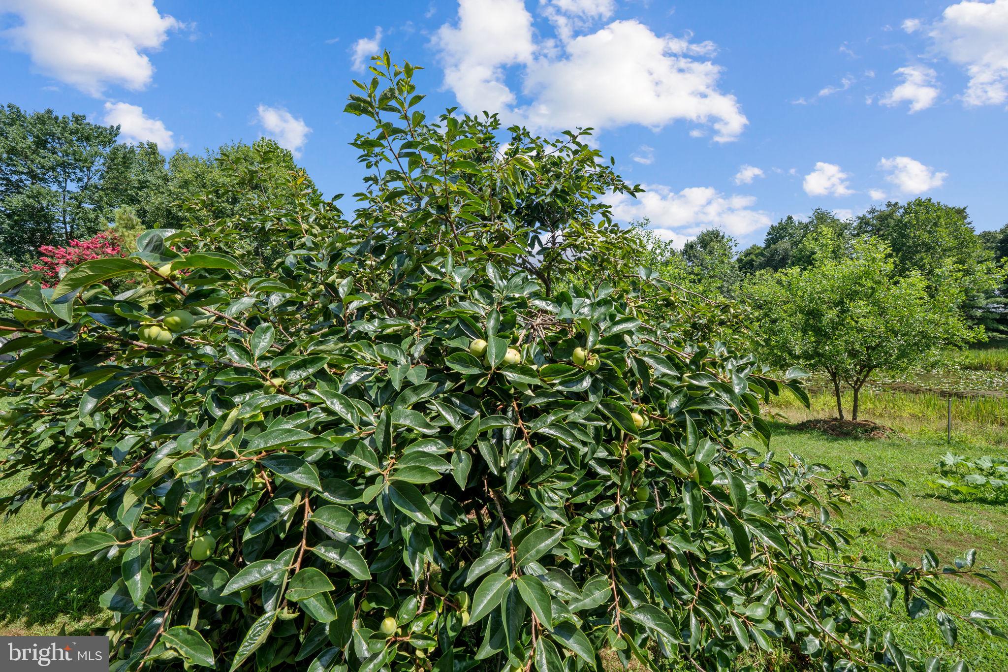 10318 Garson Terrace Lanham, MD 20706 - Photo 69 of 75