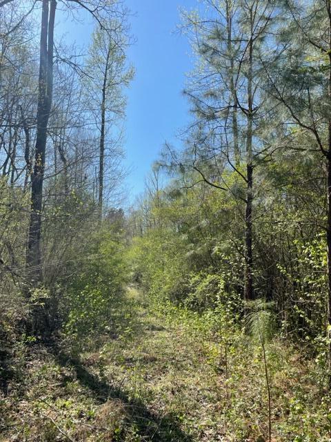 Pine Grove Road Bremen, AL 35033 - Photo 8 of 19 Gallery Image 8