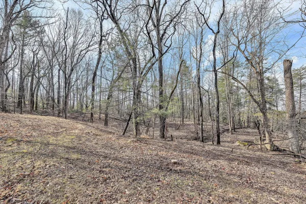 a view of backyard with trees