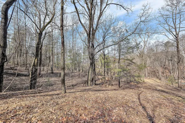 a view of backyard and trees