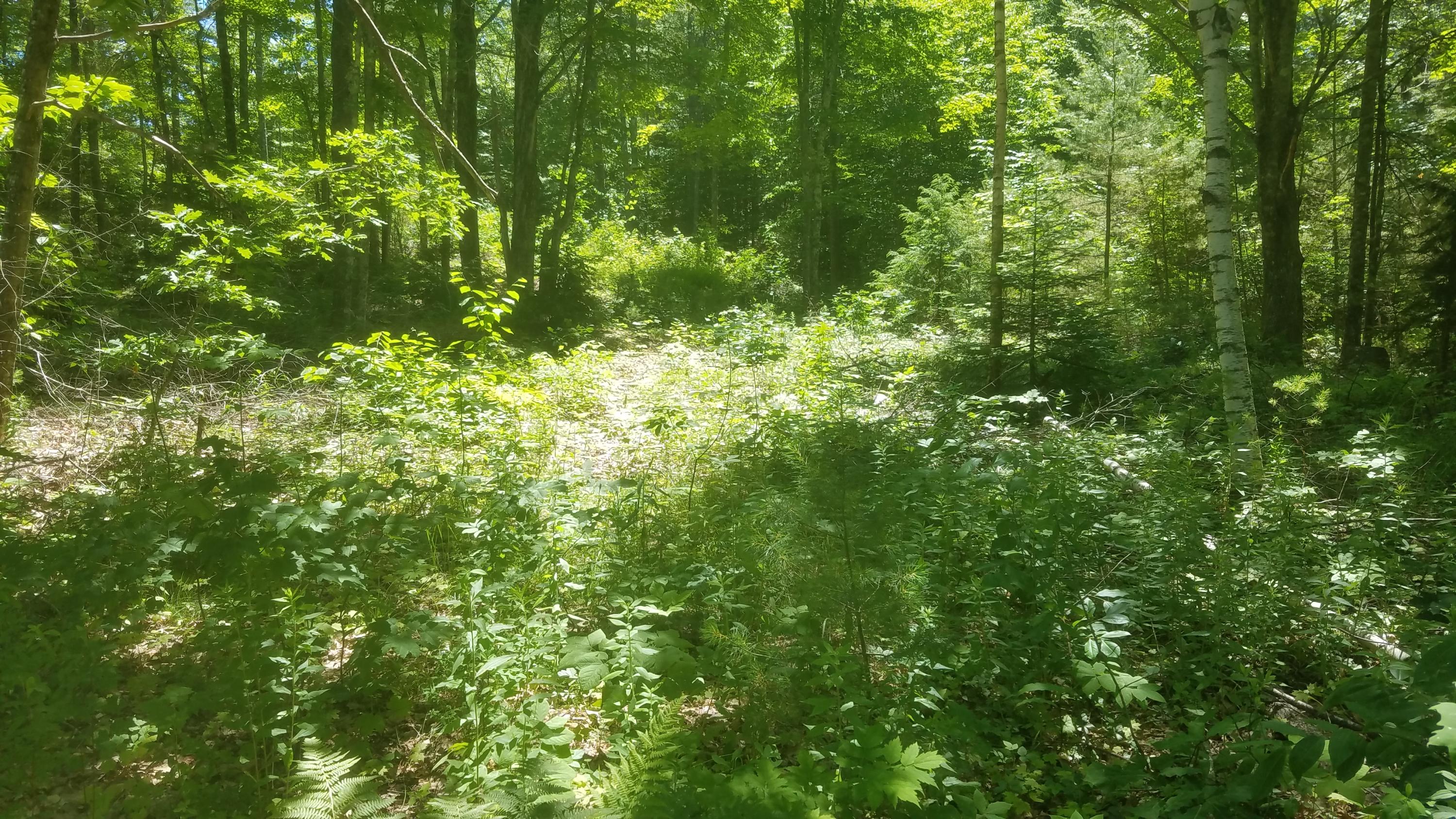 Tbd Rocky Dun Road West Baldwin, ME 04091 - Photo 4 of 4 20190708_131738