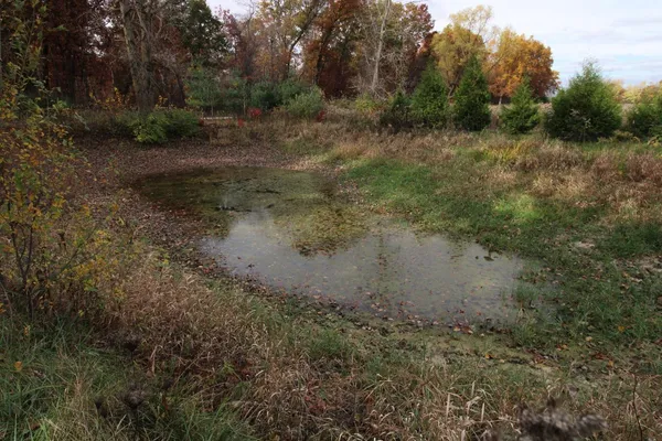 a view of a yard with a tree