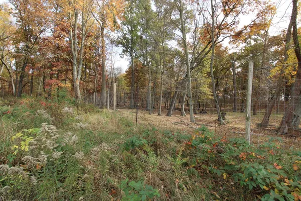 a view of a garden with trees