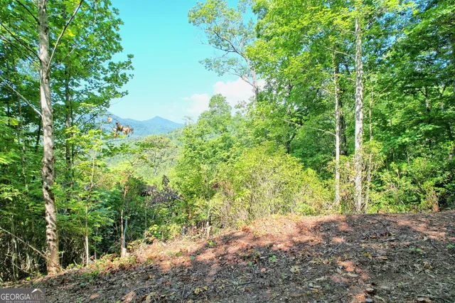 a view of a plants with large trees