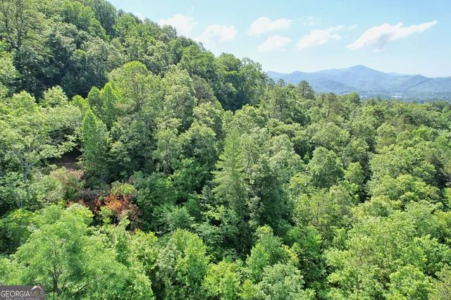 a view of a lush green forest with trees in the background