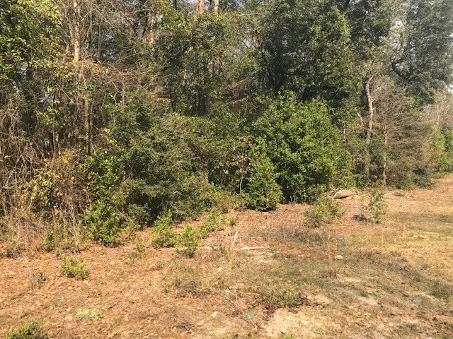 0 Little Oak Road Williston, SC 29853 - Photo 4 of 4