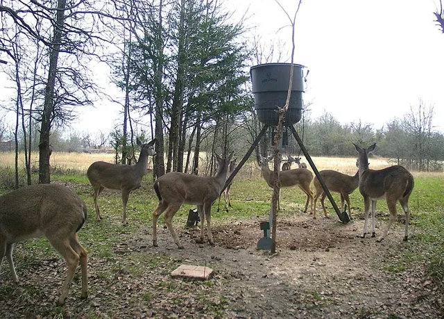 a view of backyard with table and chairs