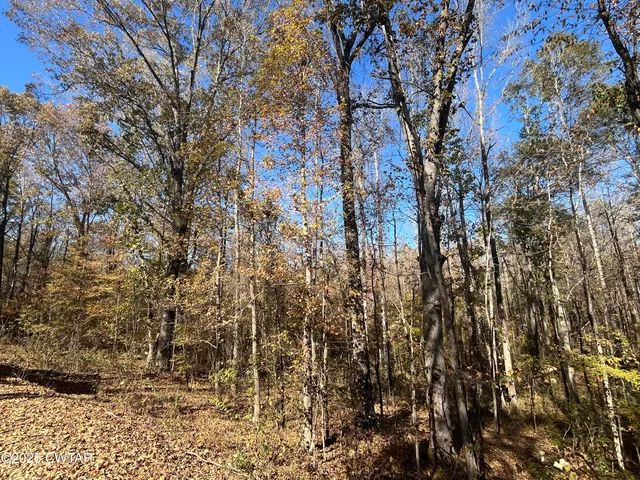 a view of yard with trees in the background