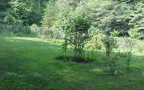0 Off Claude Rogers Road Marble, NC 28905 - Photo 1 of 1 Main View